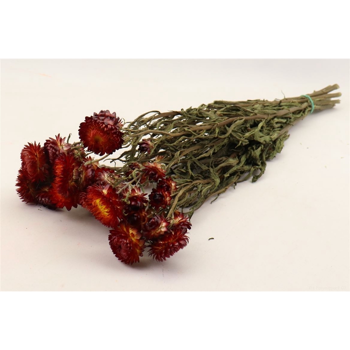 <h4>Bunch Helichrysum Slv 100g L50</h4>