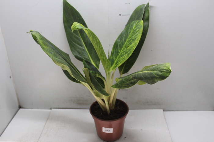 <h4>AGLAONEMA QUEEN P17</h4>