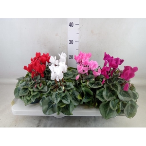 Cyclamen MD 'Rembrandt'