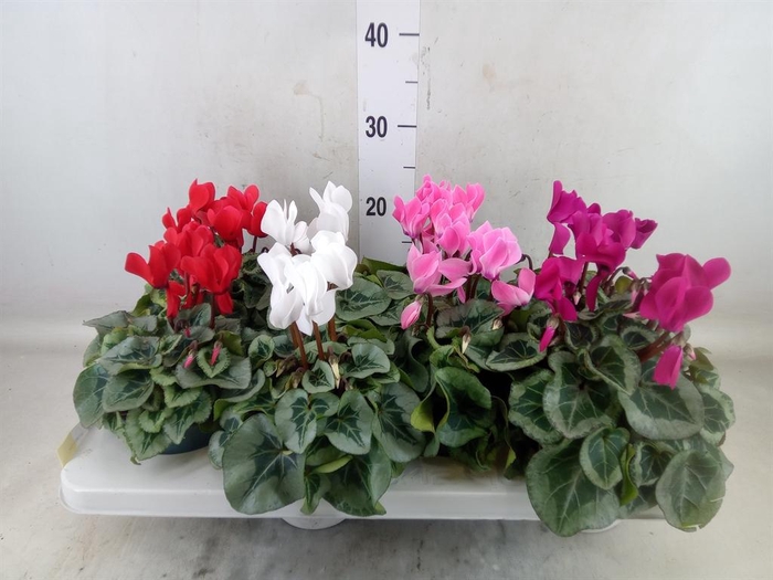 <h4>Cyclamen MD 'Rembrandt'</h4>