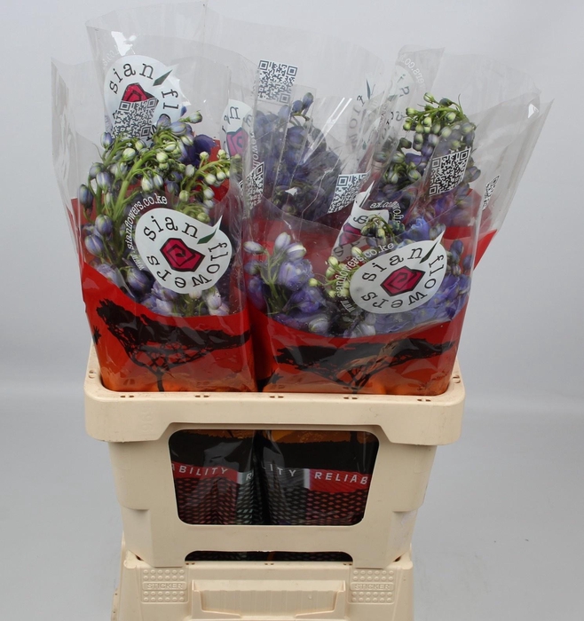 <h4>DELPH DU GUARD BLUE</h4>