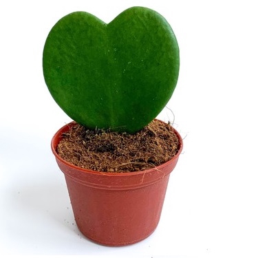 <h4>HOYA KERRII P11 SEM FLOR</h4>