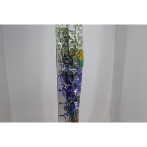 DELPHINIUM 090 CM AZUL