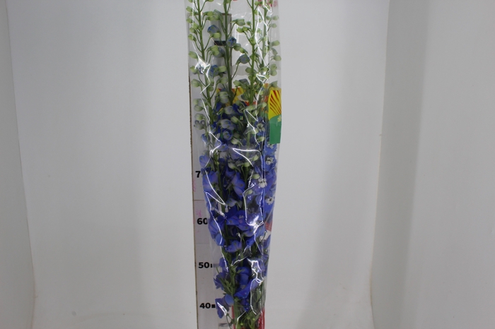 <h4>DELPHINIUM 090 CM AZUL</h4>