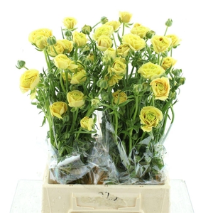 Ran Nat Moderna Miele