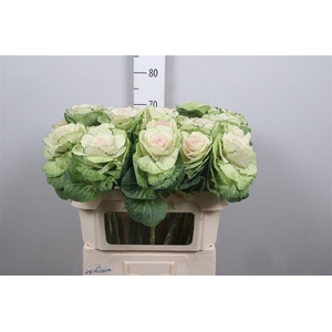 Brass Crane Bicolour