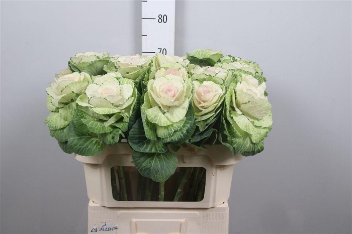 <h4>Brass Crane Bicolour</h4>