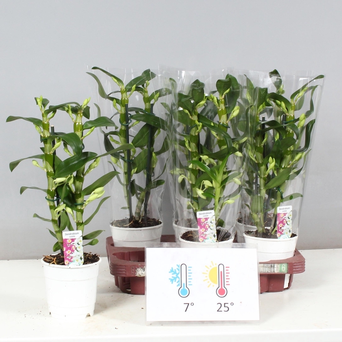 <h4>DENDR N SC APOLLON</h4>