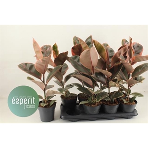 Ficus elastica Belize 14Ø 60cm 1pp