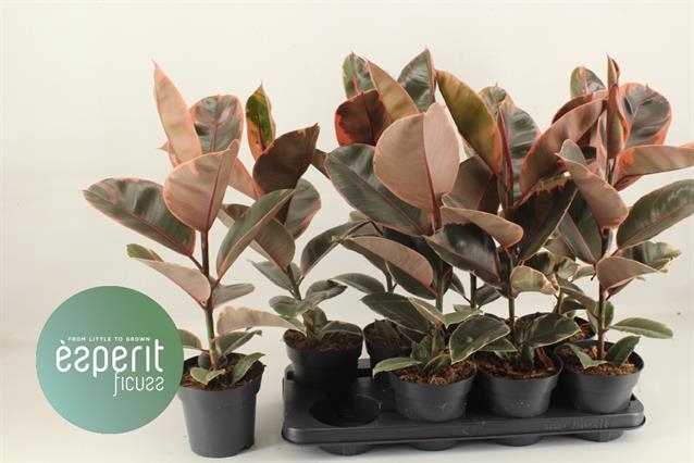 Ficus elastica Belize 14Ø 60cm 1pp