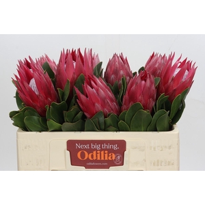 Protea Cynaroides Madiba