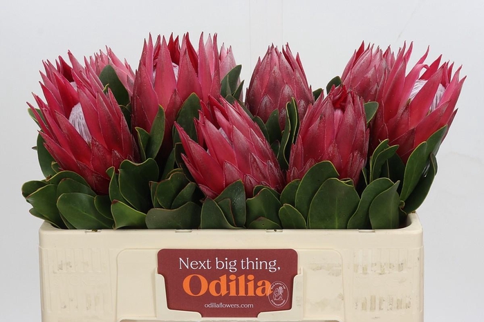<h4>Protea Cynaroides Madiba</h4>