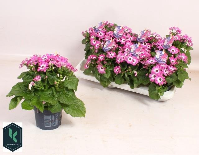 <h4>PERI C SEN PINK BIC</h4>