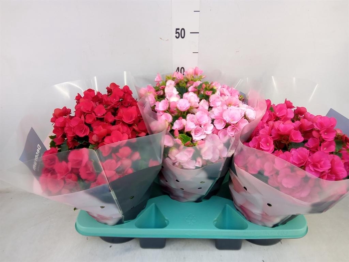 <h4>Begonia elat. EN 'Betulia' ..mix</h4>