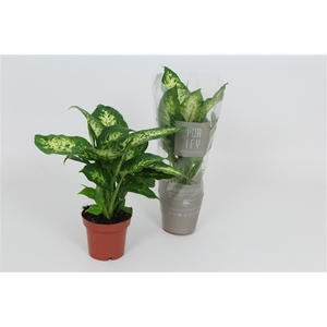 Purify Dieffenbachia Compacta 12 cm