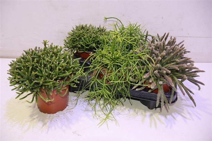 <h4>arr8 Rhipsalis Gem</h4>