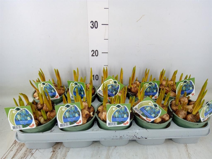 <h4>Muscari   ...mix 3</h4>