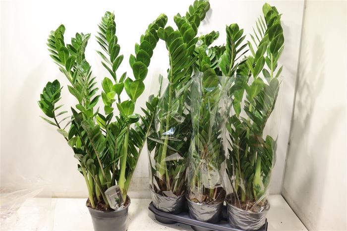 <h4>Zamio Zamiifolia</h4>
