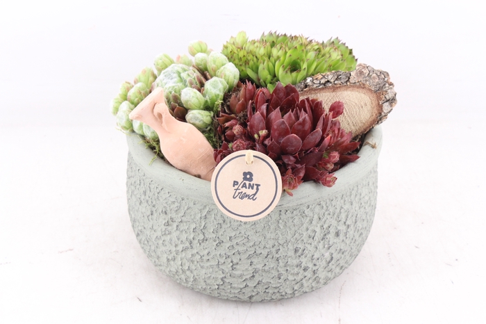 <h4>arr4 Semp PL - Ker. bolpot M 402/2 groen</h4>