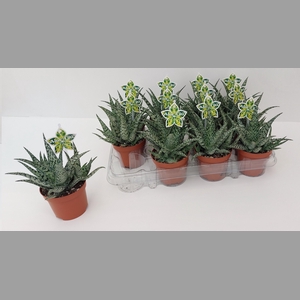 ALOE OV