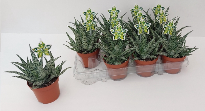 <h4>ALOE OV</h4>