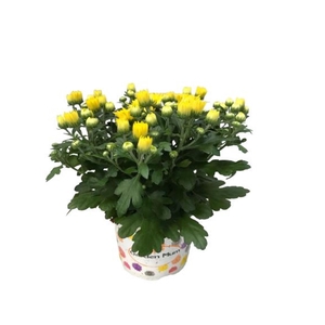 Chrysanthemum Gard mum Yellow