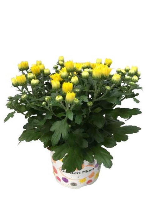 <h4>Chrysanthemum Gard mum Yellow</h4>