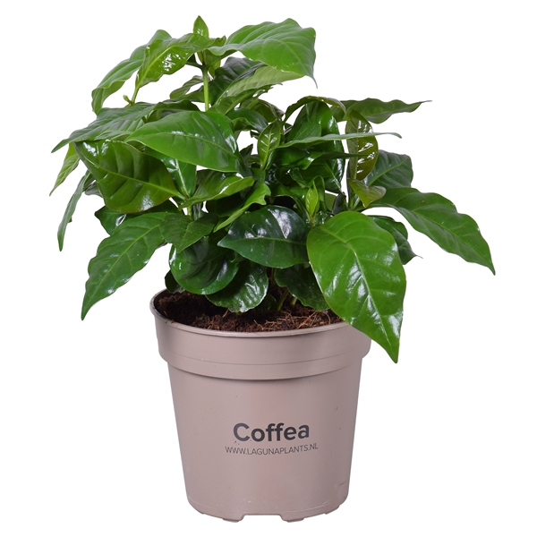 <h4>Coffea Arabica</h4>