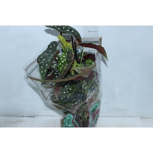 BEGONIA MACULATA P17 PO