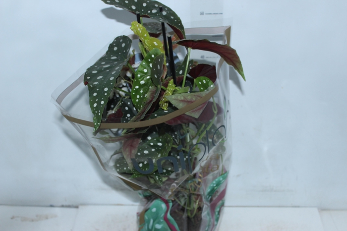 <h4>BEGONIA MACULATA P17 PO</h4>