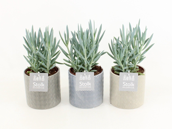 <h4>Senecio Curio Ficoides Mount Everest in Gaia keramiek</h4>