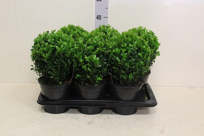 <h4>Buxus sempervirens bol P17 (potgekweekt)</h4>