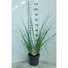 Cortaderia Selloana Pumila