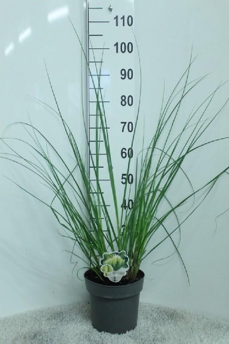 <h4>Cortaderia Selloana Pumila</h4>