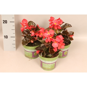 Begonia semp. Red Donkerblad