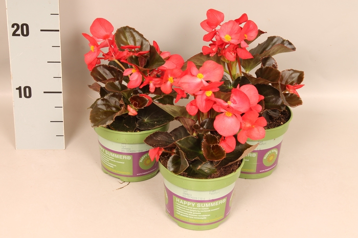 <h4>Begonia semp. Red Donkerblad</h4>