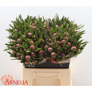 LEUCAD C AYOBA BL PE