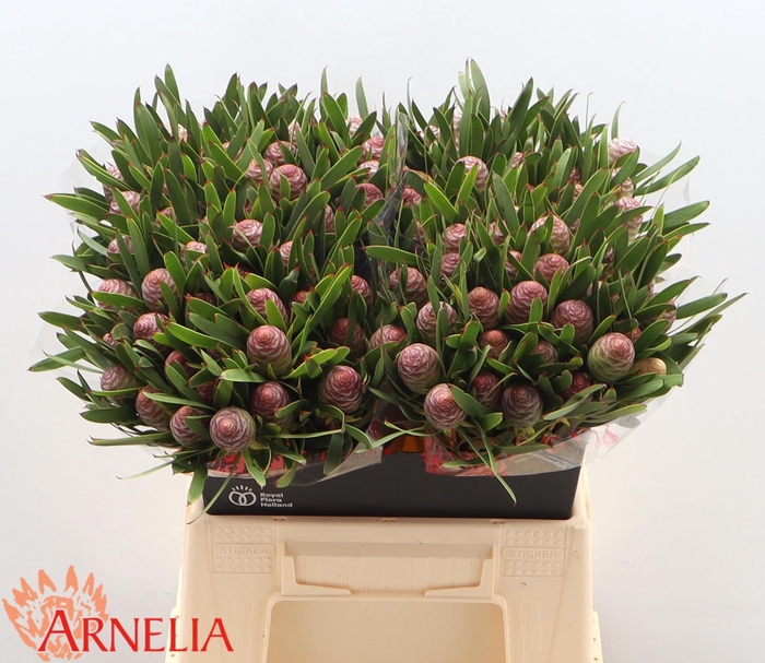 <h4>LEUCAD C AYOBA BL PE</h4>