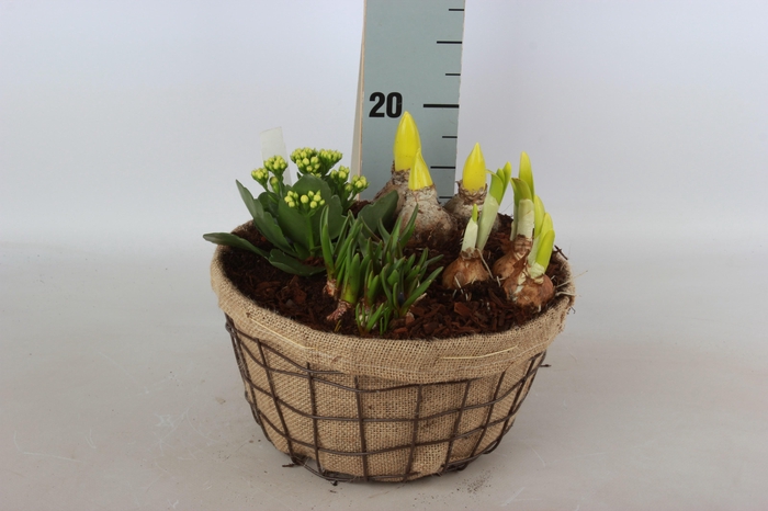 <h4>ARR BOL KNOLGEWAS</h4>