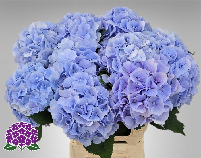 <h4>HYDR M CH VERENA BL</h4>