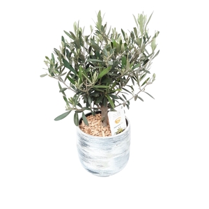 Arr.   Tuinplanten H%
