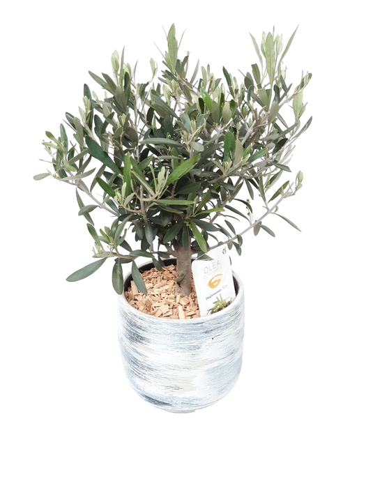<h4>Arr.   Tuinplanten H%</h4>