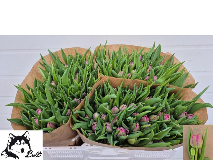 <h4>Tu Du First Price</h4>