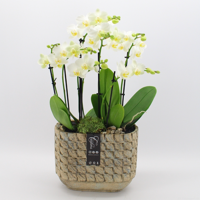 <h4>PHAL-2432W Phalaenopsis creatie</h4>