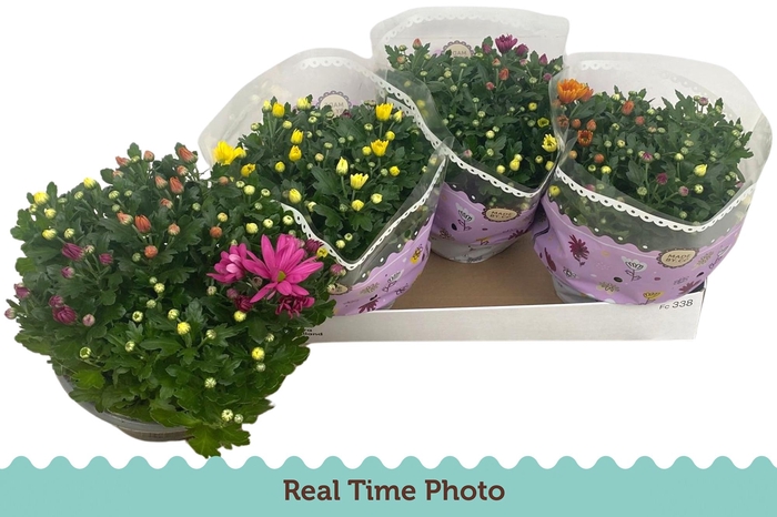 <h4>CHRYS GEM IN POT</h4>