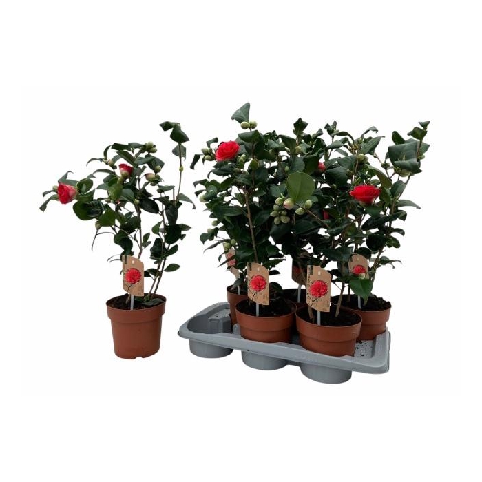 <h4>CAME J LADY CAMPBEL</h4>