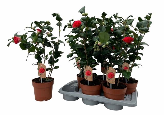 <h4>CAME J LADY CAMPBEL</h4>