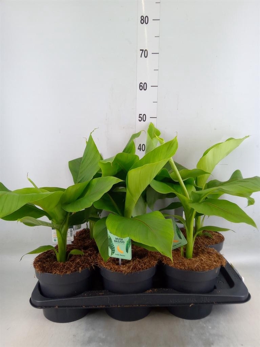 <h4>Musa basjoo</h4>