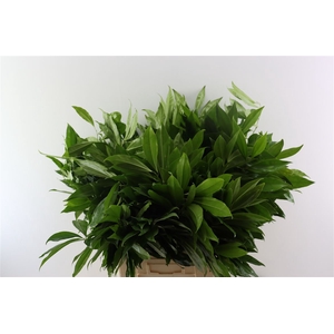 Cocculus 80cm