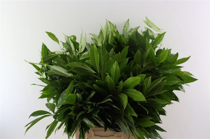 Cocculus 80cm
